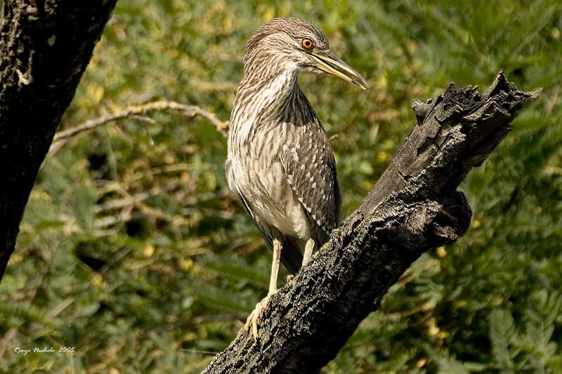 Renzo-Nitticora immatura Nycticorax nycticorax